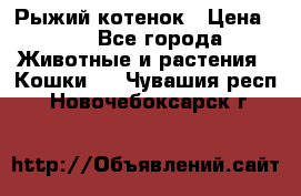 Рыжий котенок › Цена ­ 1 - Все города Животные и растения » Кошки   . Чувашия респ.,Новочебоксарск г.